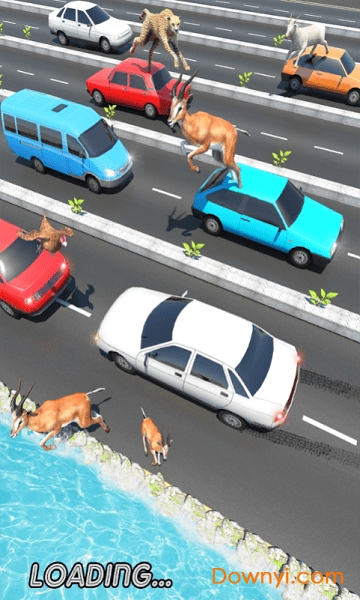 公路上的动物 公路上的动物