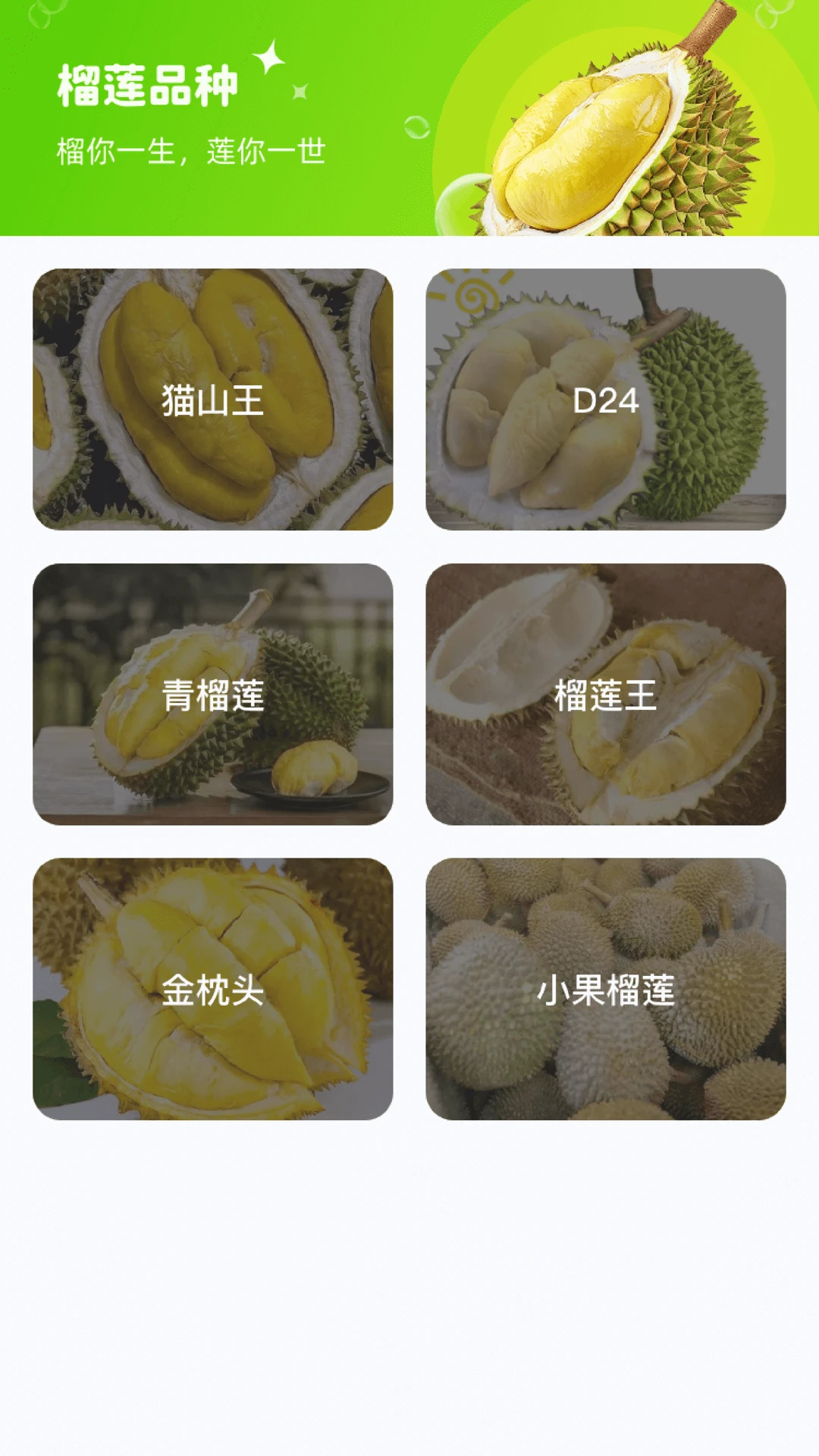 榴莲大亨 榴莲大亨