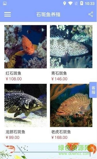 石斑鱼养殖 石斑鱼养殖