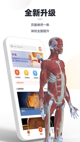 口袋解剖