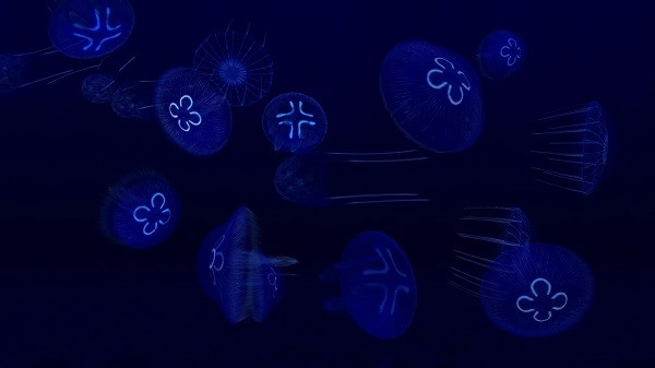 Fish Farm 3