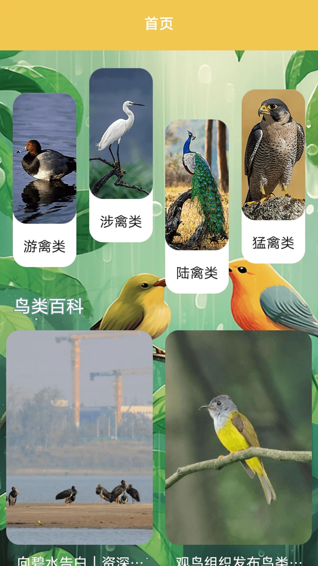 孤独的茑儿 孤独的茑儿