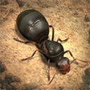 The Ants