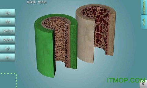 骨骼系统图集