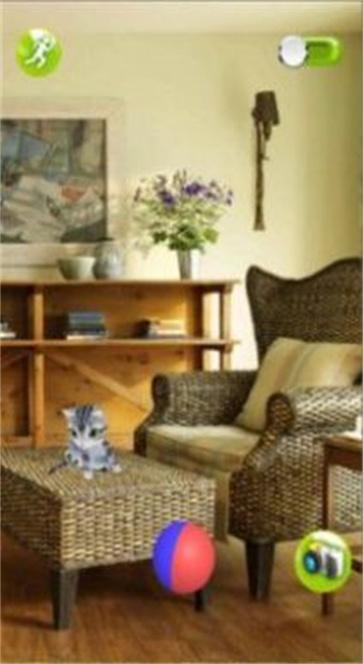 一起来捉猫 一起来捉猫