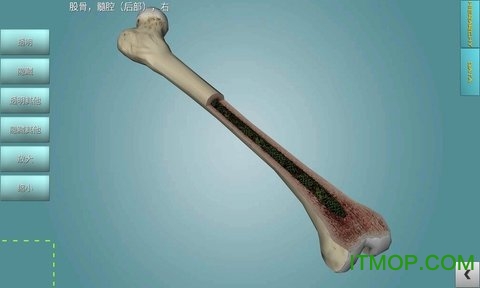 骨骼系统图集