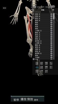 3D动态解剖
