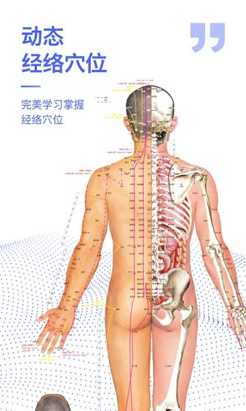 解剖学图谱