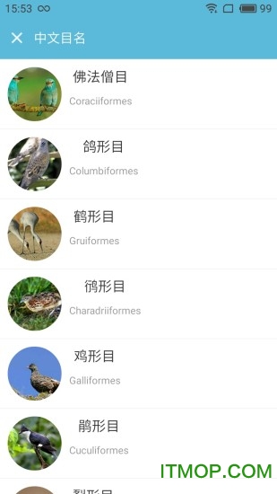 画眉鸟叫声大全 画眉鸟叫声大全