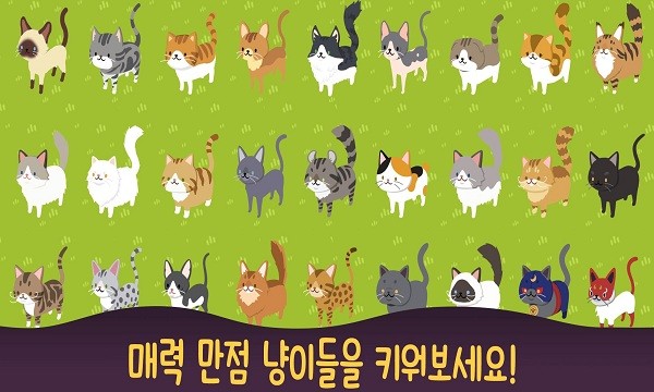 喵喵餐厅的奇迹(Neko Cafe)