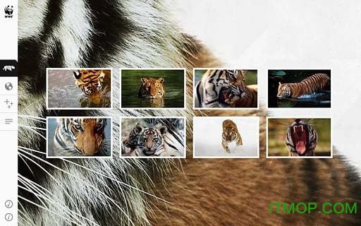 WWF Togethe(野生动物折纸) WWF Togethe(野生动物折纸)