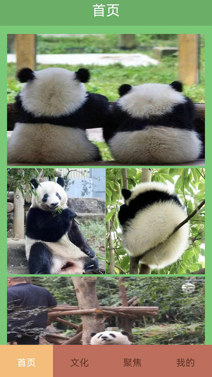 熊猫滚滚乐app