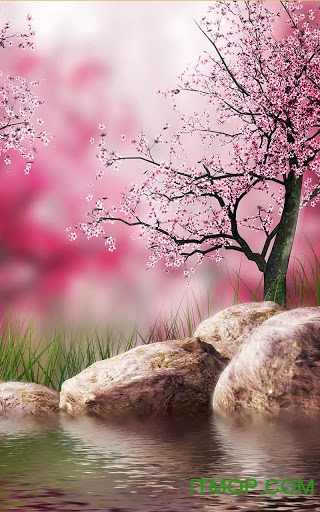 樱花树下3d动态手机壁纸
