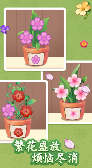 花开富贵 花开富贵