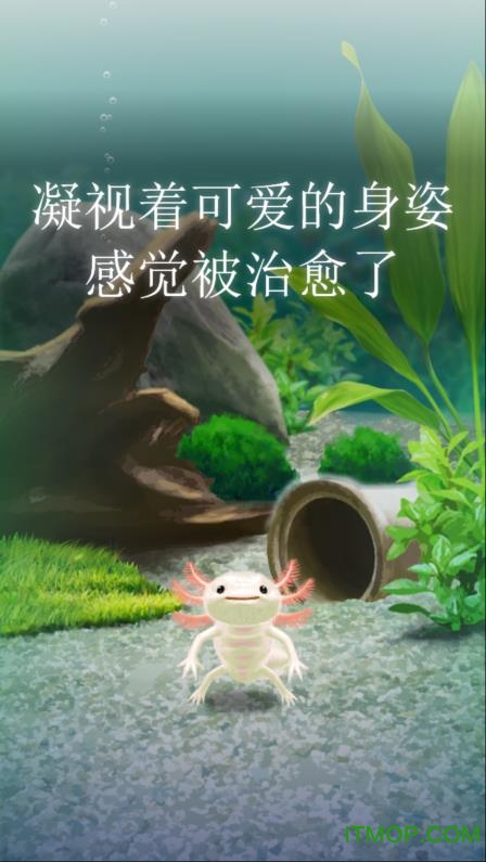 治愈的蝾螈育成汉化破解版