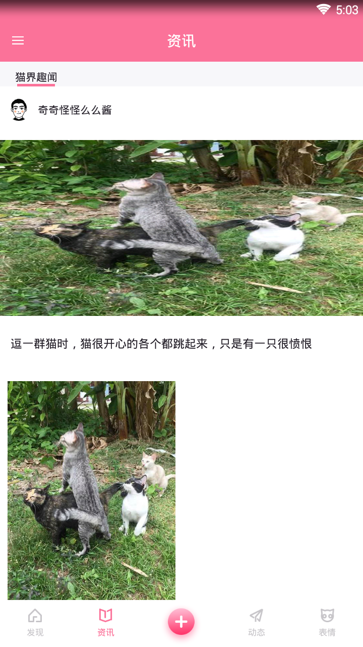 每日一猫