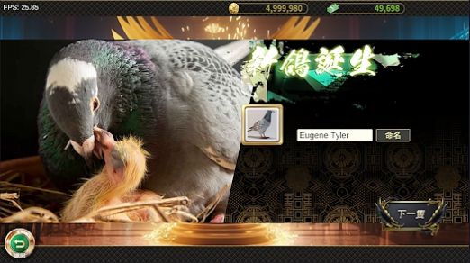 賽鴿