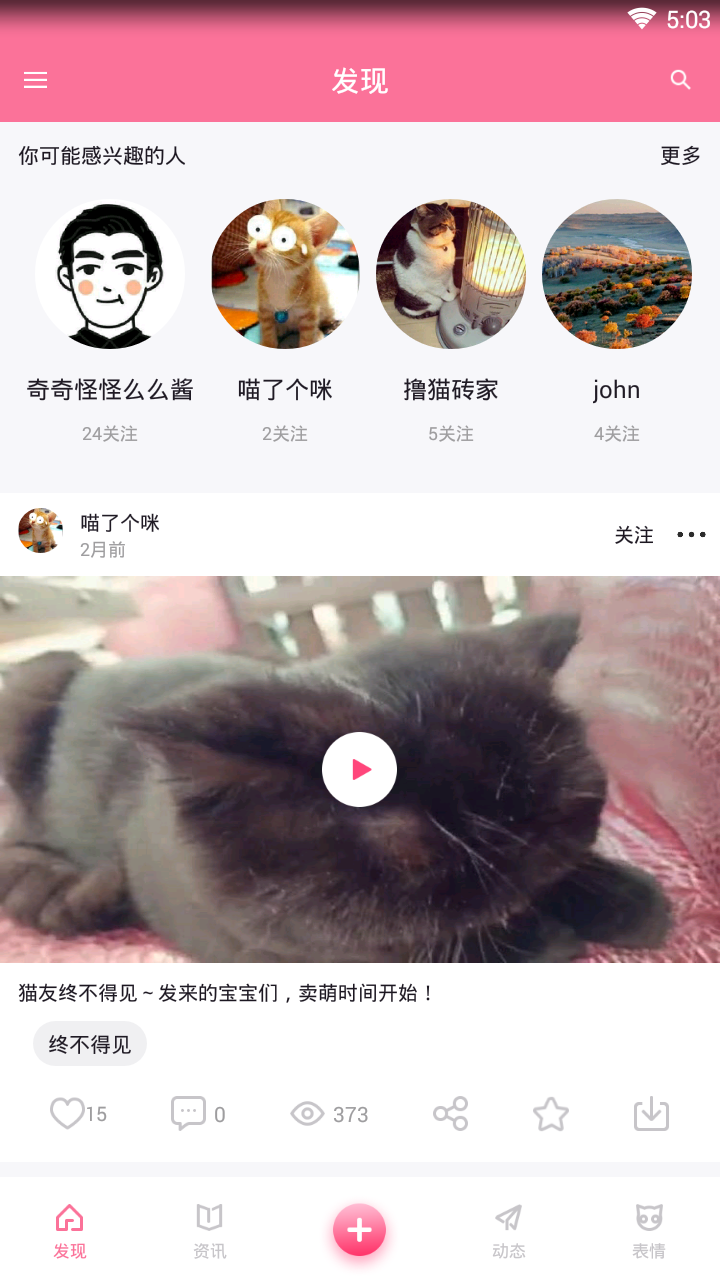 每日一猫