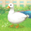 鸭子养成记Duck
