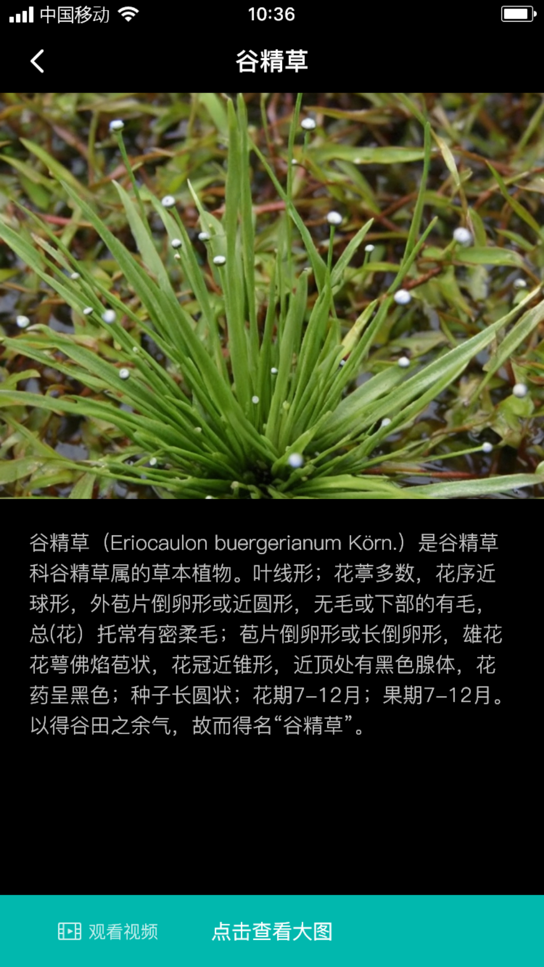 谷精草枝