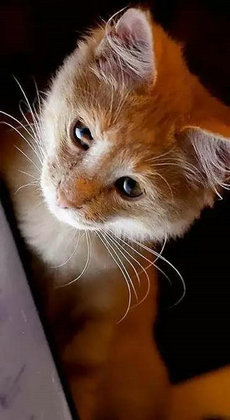 小猫壁纸 小猫壁纸