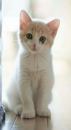 小猫壁纸 小猫壁纸