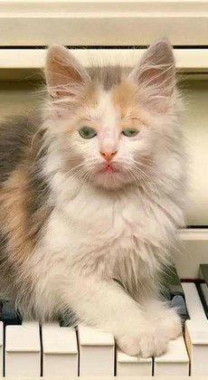 小猫壁纸 小猫壁纸