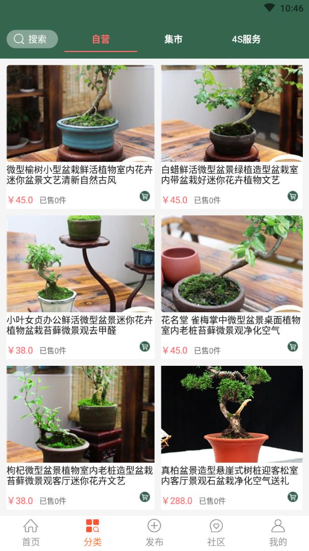 中国小微盆景 中国小微盆景