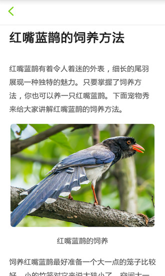 养鸟达人 养鸟达人