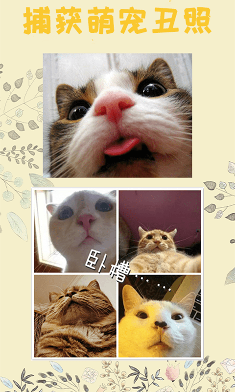 猫语 猫语