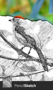 sketcharv1.0.0版下载