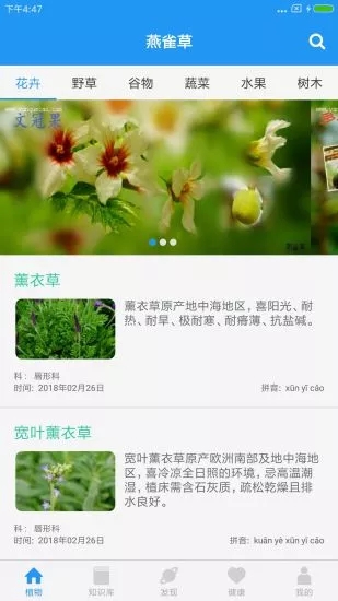 燕雀草