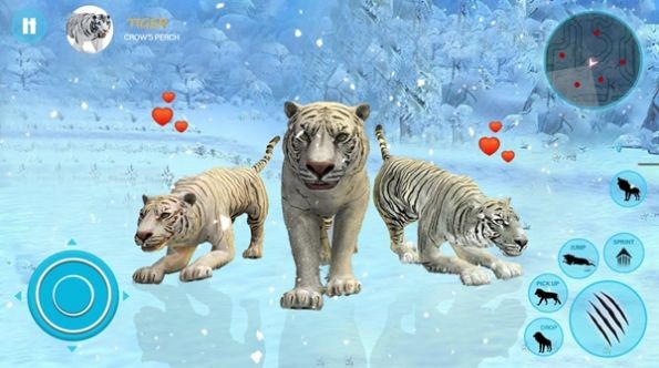 野生白虎家庭模拟Wild White Tiger Family Sim 野生白虎家庭模拟Wild White Tiger Family Sim