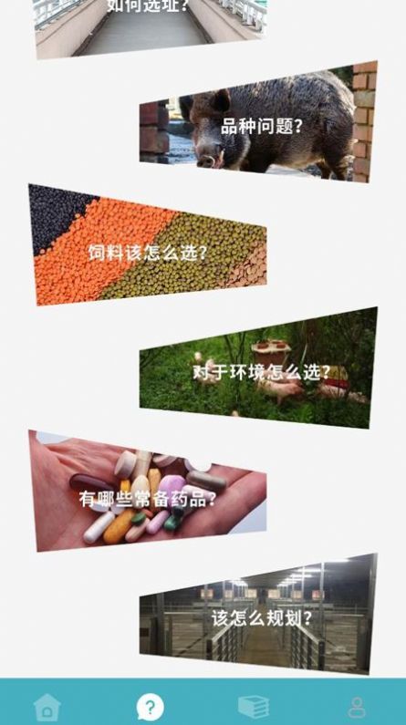 养殖猪猪世界