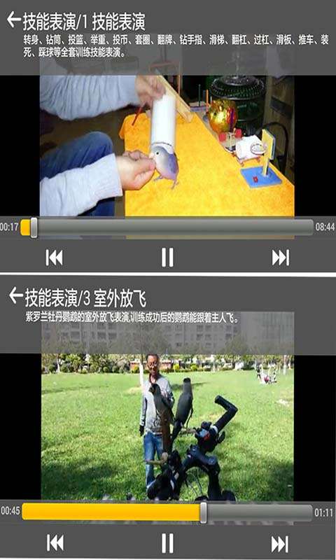 鹦鹉驯养