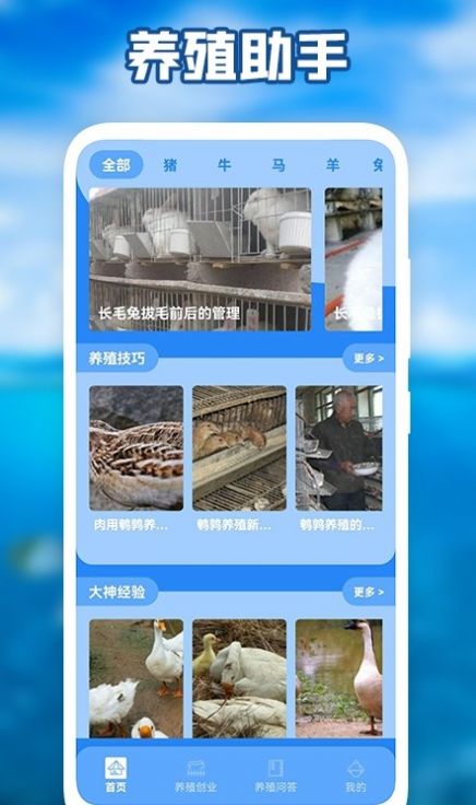 养猪场之星