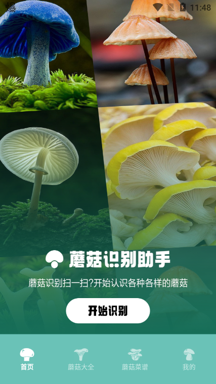 蘑菇识别 蘑菇识别