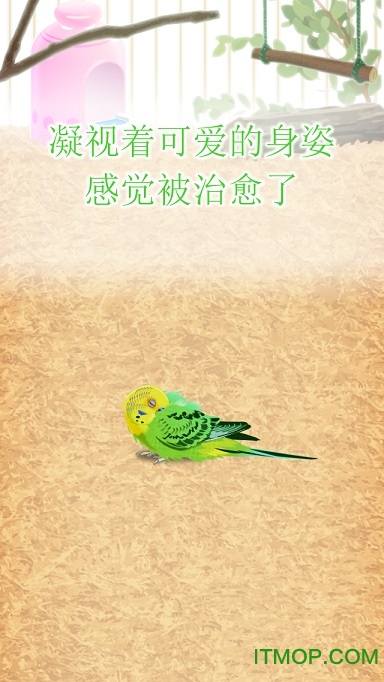 Parakeet