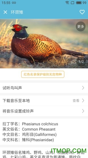 画眉鸟叫声mp3 画眉鸟叫声mp3