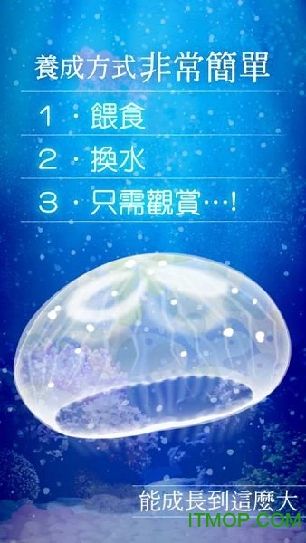 海蜇養成
