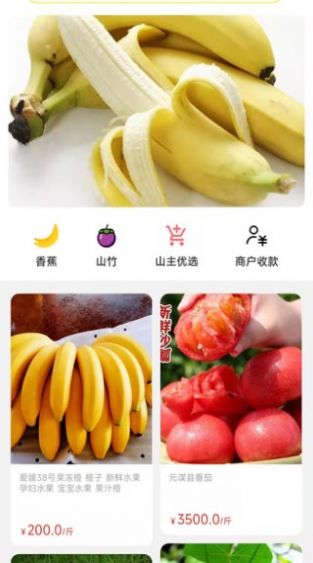 天蕉云果 天蕉云果