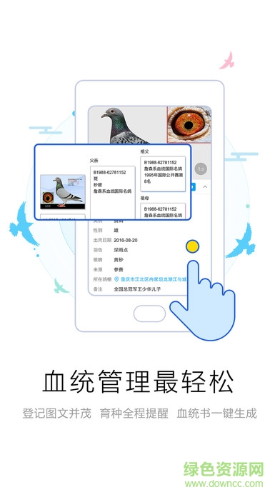 爱鸽者