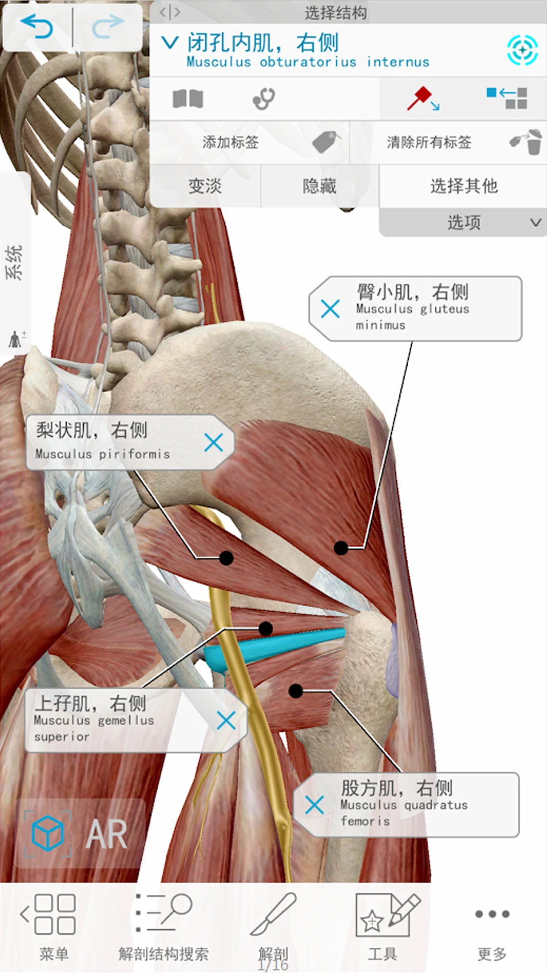 人体解剖 3d