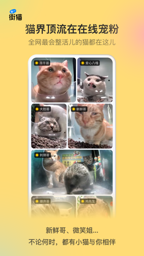 街猫 街猫