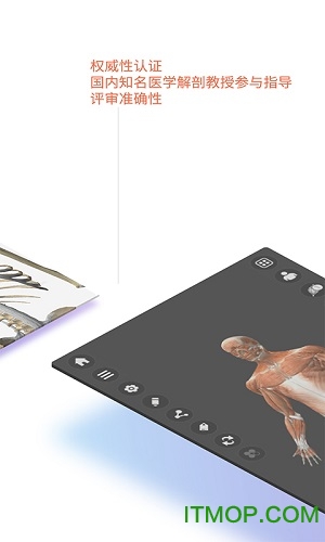 维萨里3d解剖免费版