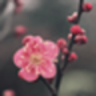 梅花易数算命