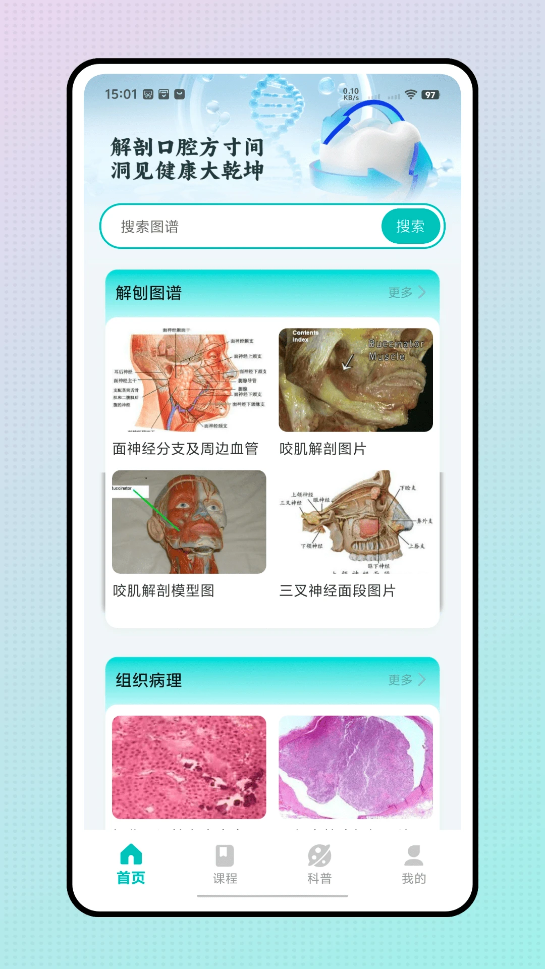 口腔解剖图