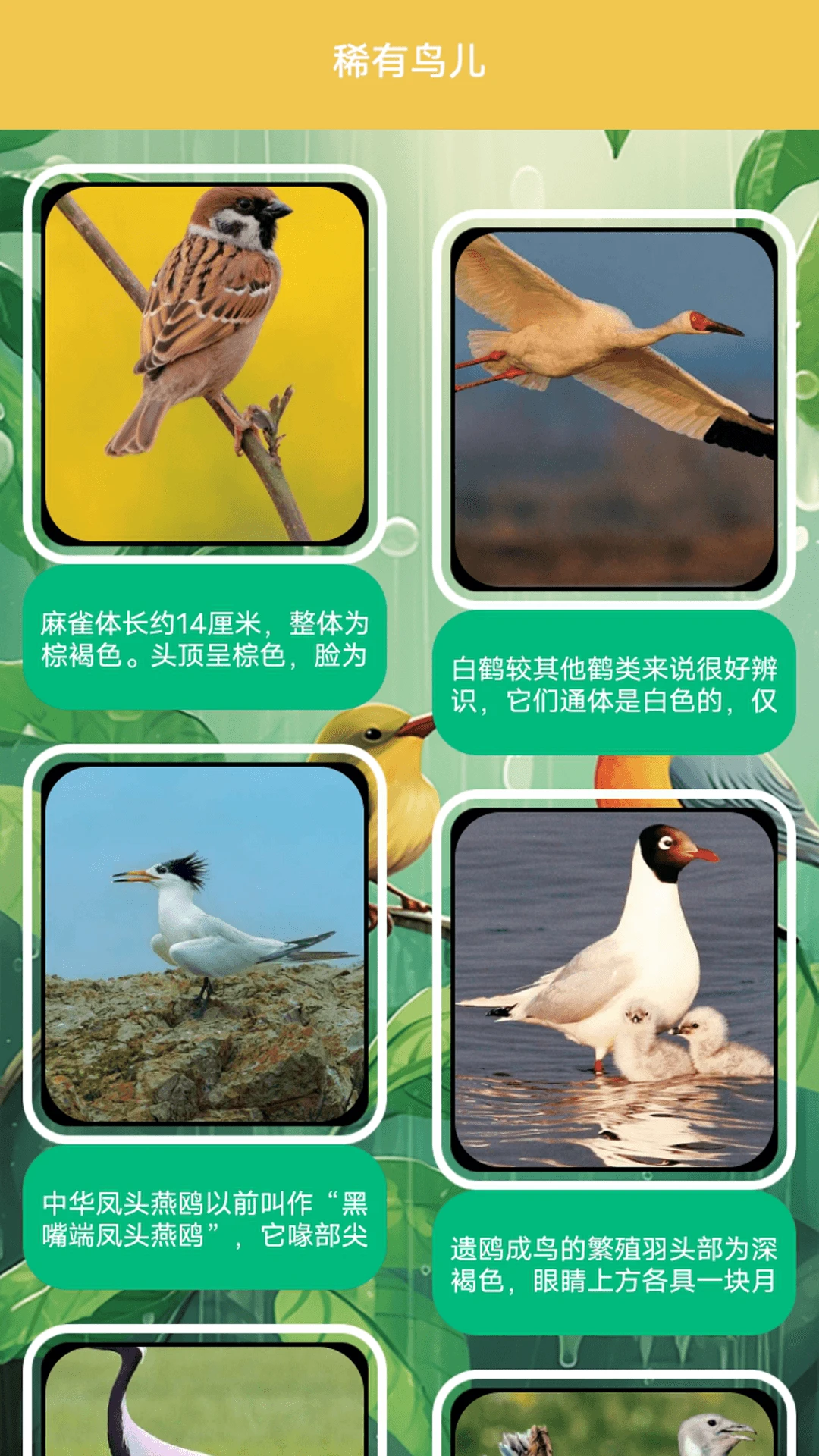 孤独的茑儿