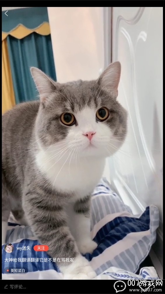 猫猫社