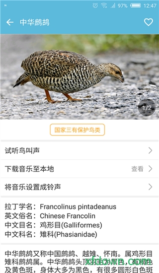 鸟叫声大全 鸟叫声大全